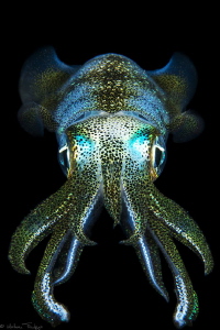 filipino squid by Mathieu Foulquié 